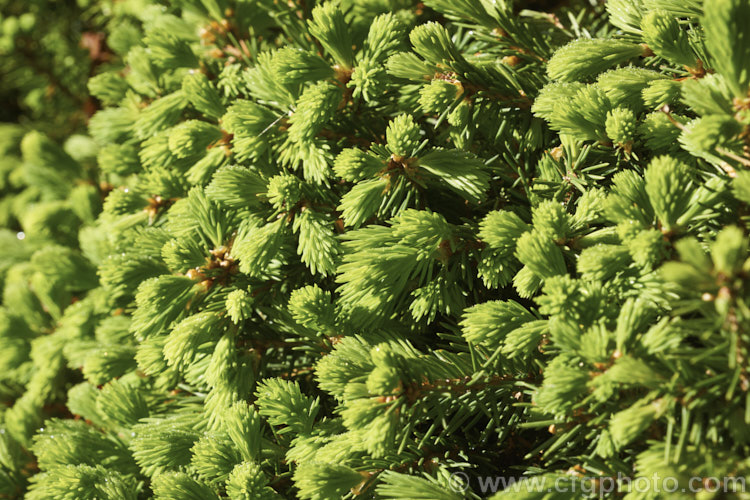 <i>Abies balsamea</i> 'Nana', a very dwarf rounded to spreading form of the Balsam Fir or Balm of Gilead, an evergreen coniferous tree native to northern North America. Order: Pinales, Family: Pinaceae