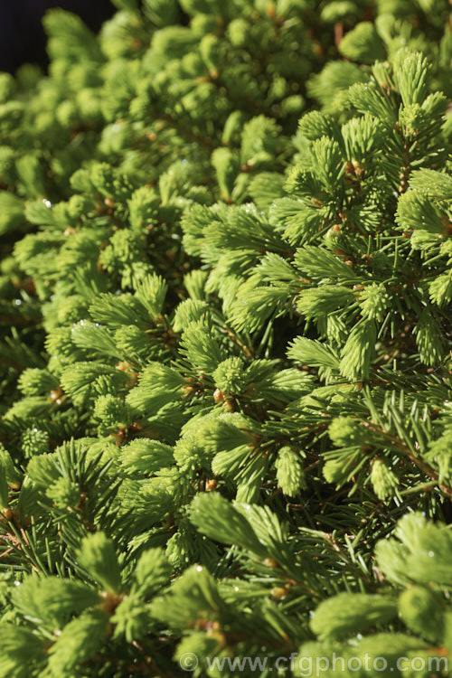<i>Abies balsamea</i> 'Nana', a very dwarf rounded to spreading form of the Balsam Fir or Balm of Gilead, an evergreen coniferous tree native to northern North Americ. Order: Pinales, Family: Pinaceae
