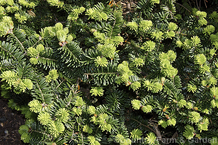 <i>Abies balsamea</i> 'Hudsonia' (syn. <i>Abies balsamea</i> forma <i>hudsonia</i>), a very dwarf rounded to spreading form of the Balsam Fir or Balm of Gilead, an evergreen coniferous tree native to northern North America. Order: Pinales, Family: Pinaceae