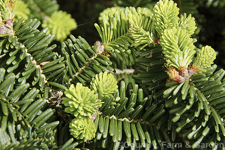 <i>Abies balsamea</i> 'Hudsonia' (syn. <i>Abies balsamea</i> forma <i>hudsonia</i>), a very dwarf rounded to spreading form of the Balsam Fir or Balm of Gilead, an evergreen coniferous tree native to northern North America. Order: Pinales, Family: Pinaceae