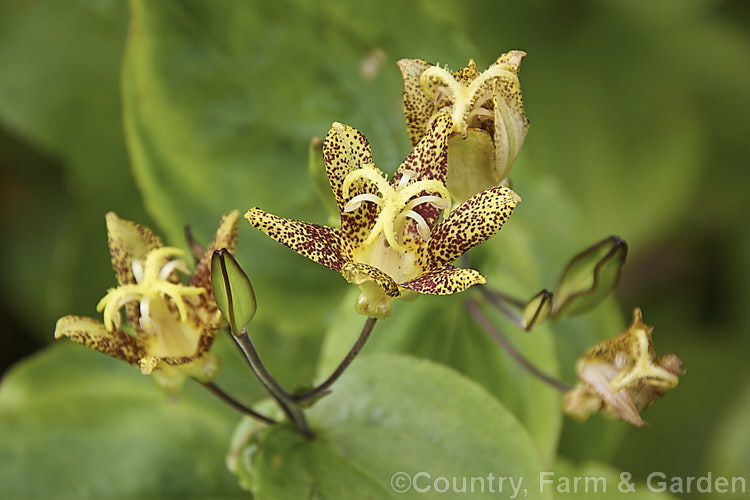 Tricyrtis latifolia, a relatively early-flowering toad lily native to Japan and China. It is a rhizomatous perennial that grows 40-90cm and which is usually in bloom shortly after mid-summer. tricyrtis-2303htm'>Tricyrtis. <a href='liliaceae-plant-family-photoshtml'>Liliaceae</a>.