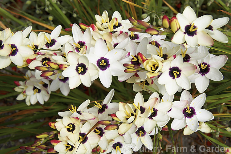 Ixia 'Spotlight', a very boldly marked spring-flowering. Ixia hybrid The base colour of the flower when first open is a creamy yellow but as the flowers age they become almost white. The colour of the central spot doesn't change much, though its border becomes more clearly defined. ixia-2709htm'>Ixia.