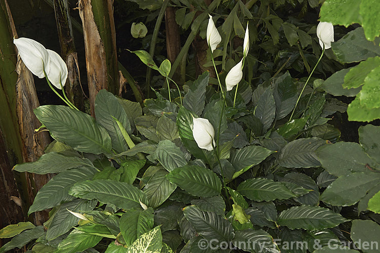 Spathiphyllum commutatum, a large-growing, large-flowered Peace. Lily native to Indonesia and the Philippines. It grows to around 15m tall with 50cm long leaves and 24cm flower spathes. spathiphyllum-2500htm'>Spathiphyllum.