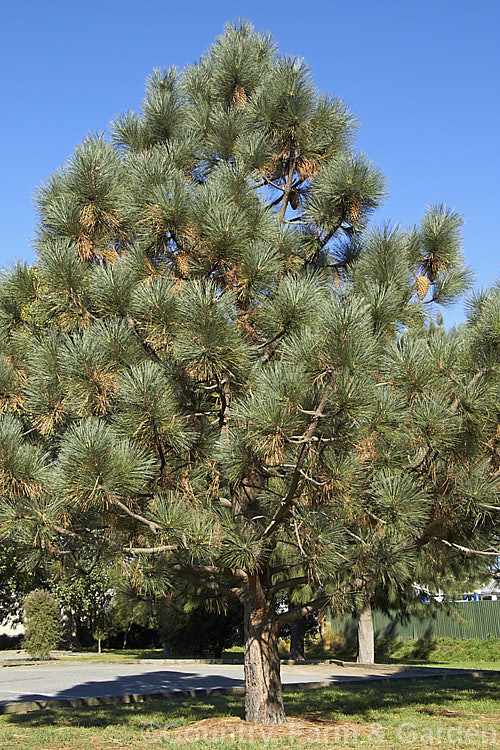 Big-cone. Pine (Pinus coulteri), a Mexican and Californian pine that can grow to 30m tall Each of its stiff, deep green needles is 20-30cm long and the impressive cones can be up to 40cm long. Order: Pinales, Family: Pinaceae