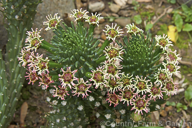 Medusa. Head. Spurge (Euphorbia caput-medusae), a cylindrical-stemmed native to the Cape. Province of South Africa. Its spreads to form a clump up to 30cm high and 1m across. Flowers, which may be green and cream or pink-tinted, develop at the stem tips and can appear throughout the year