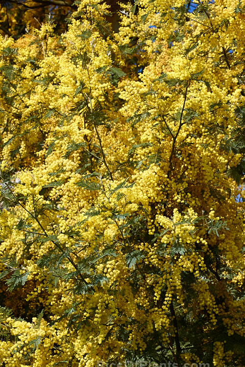 Silver Wattle or Mimosa (<i>Acacia dealbata</i>), a 30m tall, late winter- to early spring-flowering, evergreen tree native to southeastern Australia including Tasmania. It is sometimes used as a cut flower. Order: Fabales, Family: Fabaceae