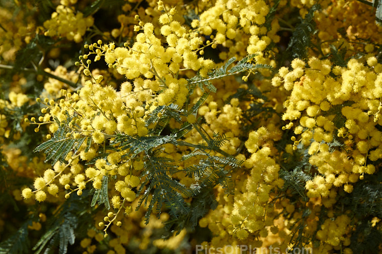 Silver Wattle or Mimosa (<i>Acacia dealbata</i>), a 30m tall, late winter- to early spring-flowering, evergreen tree native to southeastern Australia including Tasmania. It is sometimes used as a cut flower. Order: Fabales, Family: Fabaceae