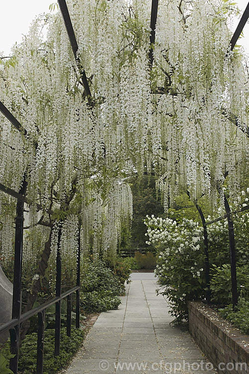 Wisteria floribunda 'Shiro. Noda', a white-flowered form of Japanese Wisteria distinguished from Chinese Wisteria (Wisteria sinensis) by its clockwise twining stems and by usually being more fully in leaf when in flower. wisteria-2308htm'>Wisteria.