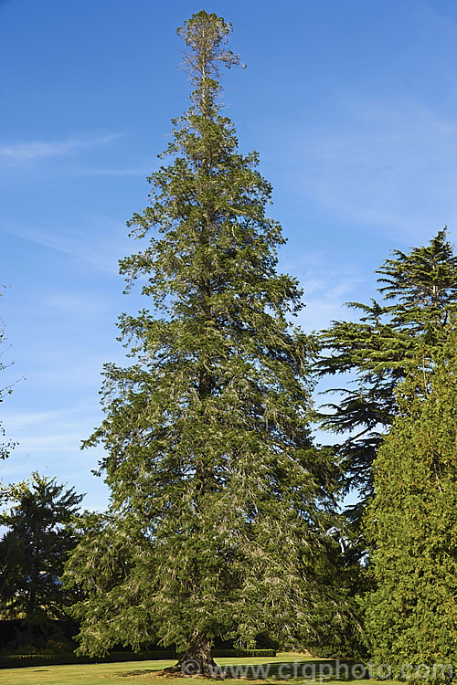 Spanish Fir or Hedgehog Fir (<i>Abies pinsapo</i>), a 35m tall coniferous tree native to southern Spain and northern Morocco. In the southern part of its range, it occurs at elevations of up to 2100m. There are many cultivated forms. Order: Pinales, Family: Pinaceae