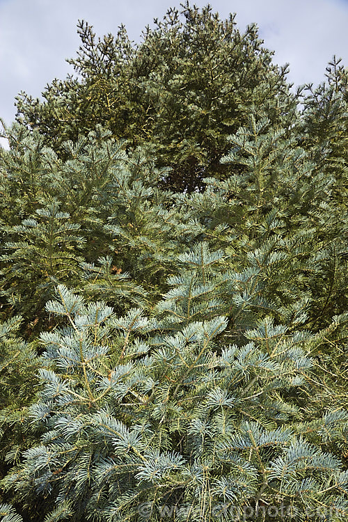 Sierra White Fir or Low's Fir (<i>Abies concolor</i> subsp. <i>lowiana</i> [syn. <i>Abies lowiana</i>]), a blue-foliaged conifer with silvery white undersides to its foliage. Native to the mountains of western North America, it grows to as much as 70m tall Order: Pinales, Family: Pinaceae