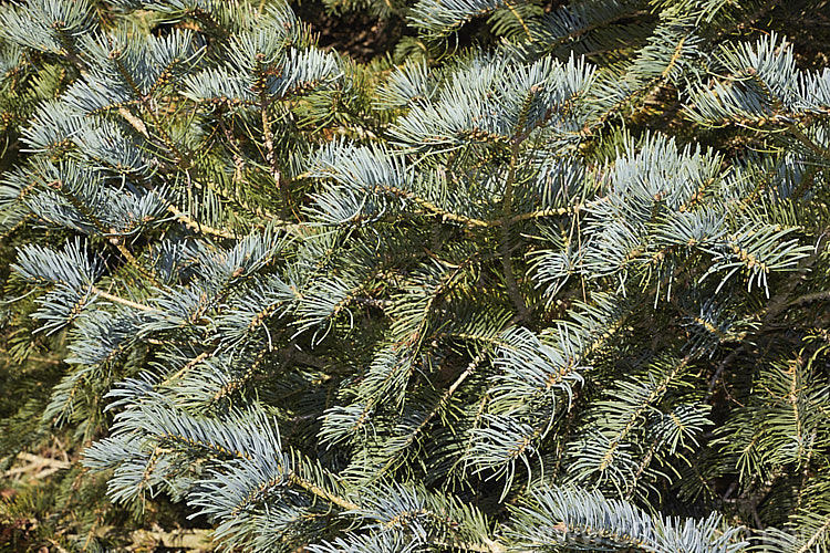 Sierra White Fir or Low's Fir (<i>Abies concolor</i> subsp. <i>lowiana</i> [syn. <i>Abies lowiana</i>]), a blue-foliaged conifer with silvery white undersides to its foliage. Native to the mountains of western North America, it grows to as much as 70m tall Order: Pinales, Family: Pinaceae