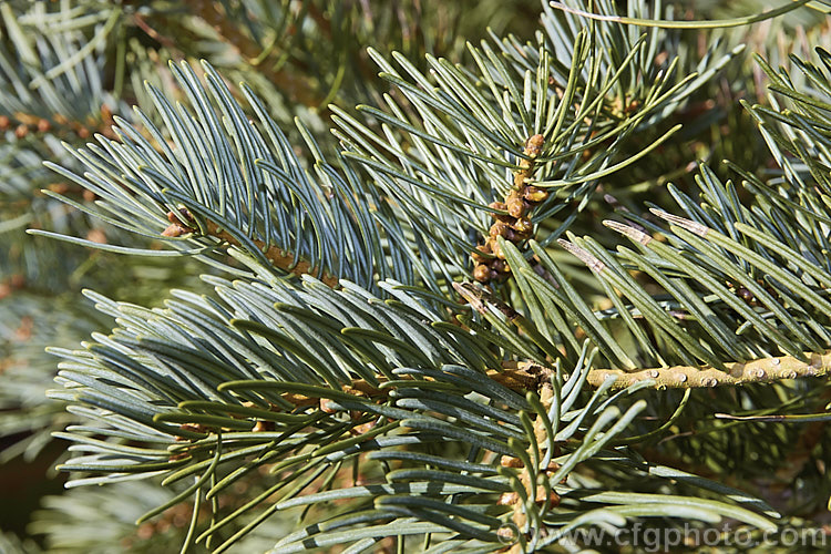 Sierra. White Fir or Low's Fir (<i>Abies concolor</i> subsp. <i>lowiana</i> [syn. <i>Abies lowiana</i>]), a blue-foliaged conifer with silvery white undersides to its foliage. Native to the mountains of western North America, it grows to as much as 70m tall Order: Pinales, Family: Pinaceae