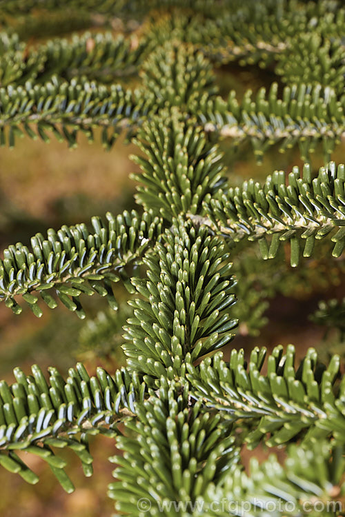 The early winter foliage of <i>Abies pinsapo</i> var. <i>marocana</i> (syn. <i>Abies marocana</i>), a Moroccan variety of the Spanish Fir that has fine, dark green foliage rather than the blue-tinted foliage of the species form. Order: Pinales, Family: Pinaceae