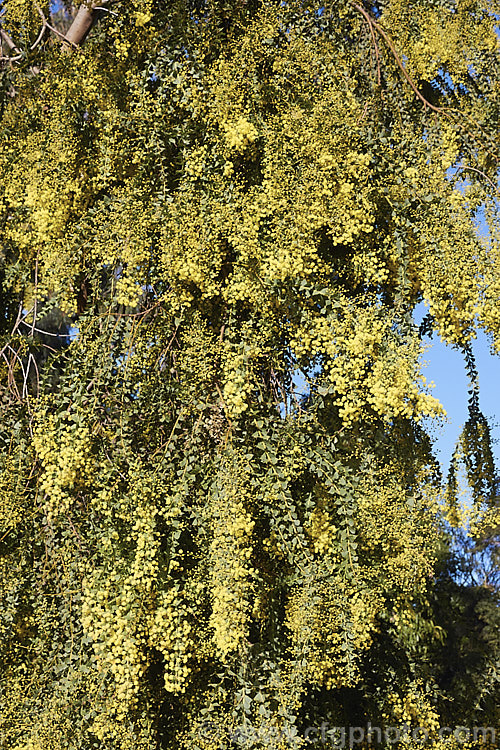 Oven's Wattle or Alpine Wattle (<i>Acacia pravissima</i>), an evergreen, late winter- to spring-flowering, large shrub or small tree from south-eastern Australia. The sharply angled phyllodes are quite distinctive. Order: Fabales, Family: Fabaceae