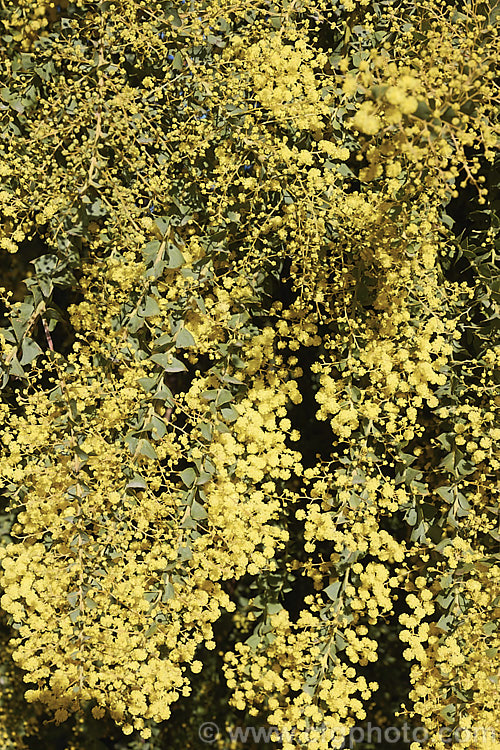 Oven's Wattle or Alpine Wattle (<i>Acacia pravissima</i>), an evergreen, late winter- to spring-flowering, large shrub or small tree from south-eastern Australia. The sharply angled phyllodes are quite distinctive. Order: Fabales, Family: Fabaceae