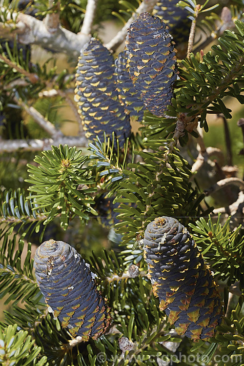 Korean Fir (<i>Abies koreana</i>), an evergreen. South Korean conifer up to 15m tall. It has short, thick, leathery leaves and often produces an abundance of cones, which are very attractive when young. They are initially purple-blue overall and quite squat, but as they mature, they elongate and small creamy yellow wings form the seeds begin to emerge from the cones, which often drip clear resin. There are several cultivars, including dwarf forms. Order: Pinales, Family: Pinaceae