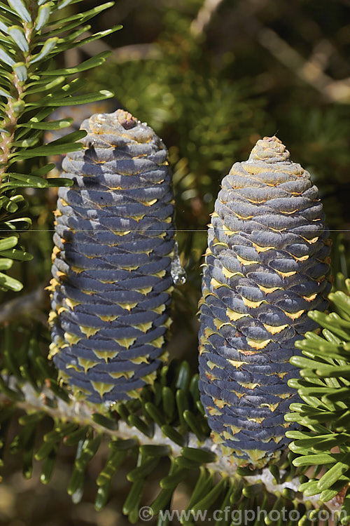Korean Fir (Abies koreana), an evergreen. South Korean conifer up to 15m tall. It has short, thick, leathery leaves and often produces an abundance of cones, which are very attractive when young. They are initially purple-blue overall and quite squat, but as they mature, they elongate and small creamy yellow wings form the seeds begin to emerge from the cones, which often drip clear resin. There are several cultivars, including dwarf forms. Order: Pinales, Family: Pinaceae