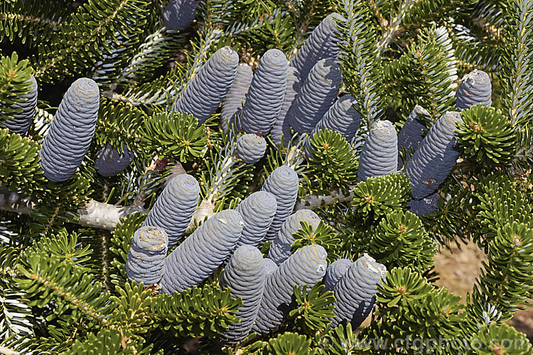 <i>Abies kawakamii</i>, a species of fir that is endemic to Taiwan, where it occurs at elevations of 2400-3800m. It is an evergreen coniferous tree that grows to as much as 35m tall. It was first described botanically in 1908. It has small purplish-blue cones. Order: Pinales, Family: Pinaceae