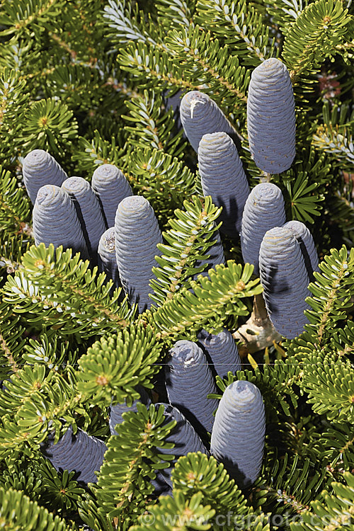 Korean Fir (<i>Abies koreana</i>), an evergreen South Korean conifer up to 15m tall. It has short, thick, leathery leaves and often produces an abundance of cones, which are very attractive when young. They are initially purple-blue overall and quite squat, but as they mature, they elongate and small creamy yellow wings form the seeds begin to emerge from the cones, which often drip clear resin. There are several cultivars, including dwarf forms. Order: Pinales, Family: Pinaceae