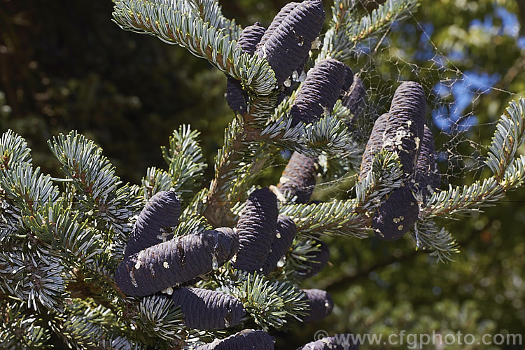 Veitch's Fir, Veitch's Silver Fir, Shikoku Fir or Christmas Tree (Abies veitchii), an evergreen, 20-35m tall conifer native to central and southern Japan. Its purple-blue cones are up to 8cm long. The tree may have quite a broad crown but is often very erect and narrow. The undersides of the foliage are a bright silvery white. Order: Pinales, Family: Pinaceae