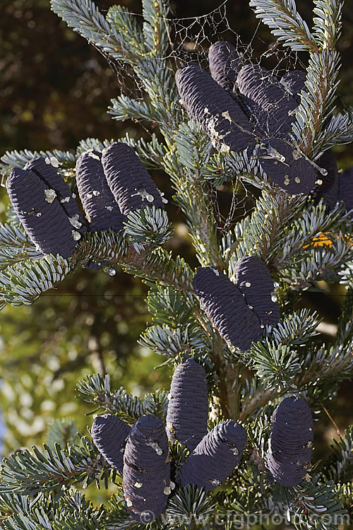 Veitch's Fir, Veitch's Silver Fir, Shikoku Fir or Christmas Tree (Abies veitchii), an evergreen, 20-35m tall conifer native to central and southern Japan. Its purple-blue cones are up to 8cm long. The tree may have quite a broad crown but is often very erect and narrow. The undersides of the foliage are a bright silvery white. Order: Pinales, Family: Pinaceae