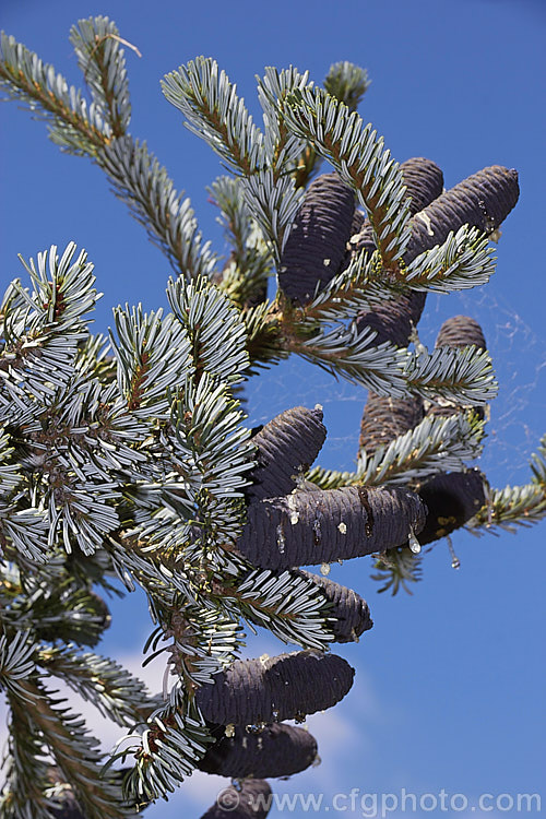 Veitch's Fir, Veitch's Silver Fir, Shikoku Fir or Christmas Tree (<i>Abies veitchii</i>), an evergreen, 20-35m tall conifer native to central and southern Japan. Its purple-blue cones are up to 8cm long. The tree may have quite a broad crown but is often very erect and narrow. The undersides of the foliage are a bright silvery white. Order: Pinales, Family: Pinaceae
