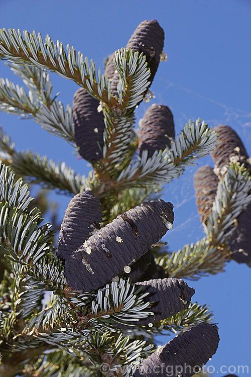 Veitch's Fir, Veitch's Silver Fir, Shikoku Fir or Christmas Tree (<i>Abies veitchii</i>), an evergreen, 20-35m tall conifer native to central and southern Japan. Its purple-blue cones are up to 8cm long. The tree may have quite a broad crown but is often very erect and narrow. The undersides of the foliage are a bright silvery white. Order: Pinales, Family: Pinaceae