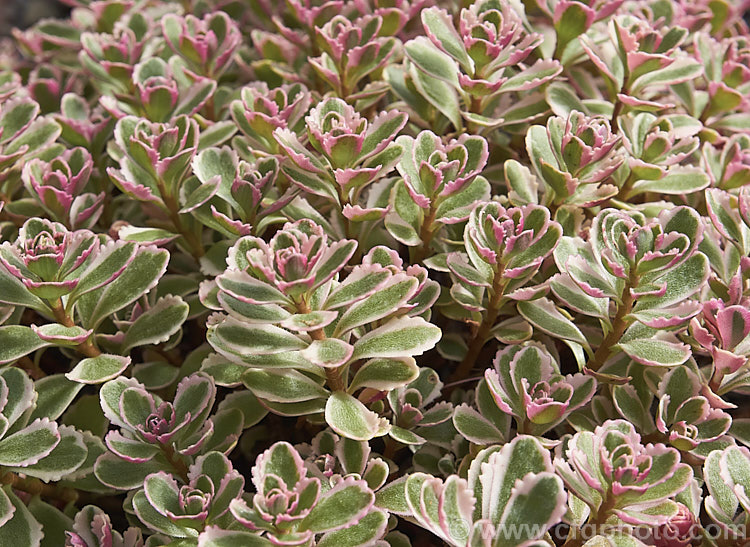 Sedum kamtschaticum var. floriferum (syn. Sedum floriferum) 'Variegatum', a pink, cream and green variegated cultivar of a small, spreading succulent native to China. While it does produce heads of small yellow flowers, it is mainly grown for its foliage. sedum-2492htm'>Sedum. <a href='crassulaceae-plant-family-photoshtml'>Crassulaceae</a>.