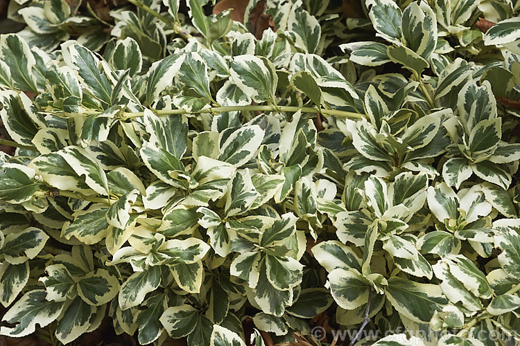 Euonymus fortunei var. radicans 'Variegata', a white-edged variegated foliage cultivar of a spreading variety of an evergreen shrub native to China. The species is a shrub up to 5m tall but var. radicans is prostrate and grows only slowly to around 3m across 'Variegata' is a little more compact. euonymus-2185htm'>Euonymus. <a href='celastraceae-plant-family-photoshtml'>Celastraceae</a>.
