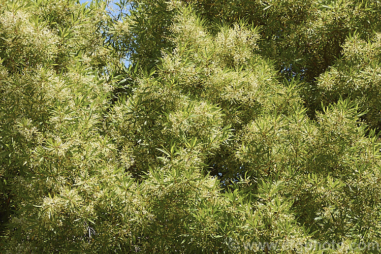 Lomatia myricoides (syn. Lomatia longifolia), an evergreen shrub or small tree native to southeastern Australia. Its flowers, which appear in summer, are mildly fragrant. lomatia-2514htm'>Lomatia.