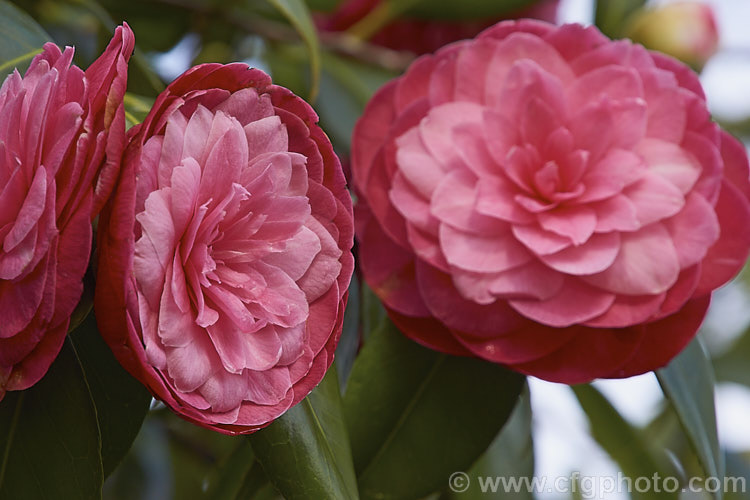 Camellia 'April. Kiss', a compact. Japonica cultivar with small, formal double to rose form flowers that often have a somewhat flattened appearance. While usually listed as a Japonica cultivar, there is a suggestion that it may be. Camellia oleifera x Camellia japonica hybrid