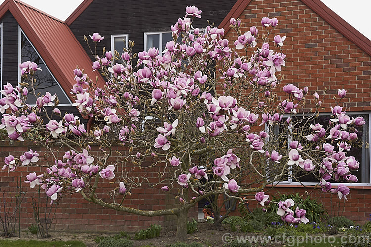 Magnolia 'Iolanthe' (Magnolia 'Mark. Jury' x Magnolia x soulangiana 'Lennei'), an extremely large-flowered New Zealand -raised. Felix. Jury hybrid magnolia that flowers from an early age. Introduced in 1974. Order: Magnoliales, Family: Magnoliaceae