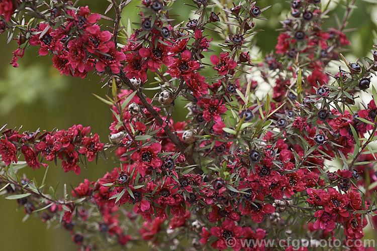 Leptospermum scoparium 'Crimson. Glory', one of the many fancy-flowered cultivars of the manuka or tea tree, an evergreen shrub native to New Zealand and southeastern Australia