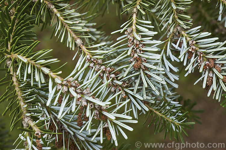 Pacific Silver Fir or Christmas Tree (<i>Abies amabilis</i>), a conifer that grows to as much as 30m tall and which found from southern Alaska to western Oregon. It is known as the Silver Fir because of the silvery white undersides of the foliage. It is sometimes known as the Red Silver Fir because of the red colour of the young male cones, which can be very showy in spring. Order: Pinales, Family: Pinaceae