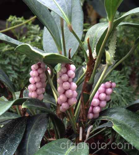 Anthurium trinerve, a creeping perennial, often epiphytic, native to Central America, especially. Costa. Rica. Its flower spathes are very much smaller than those of most anthuriums but its fruit is distinctive. anthurium-2027htm'>Anthurium.