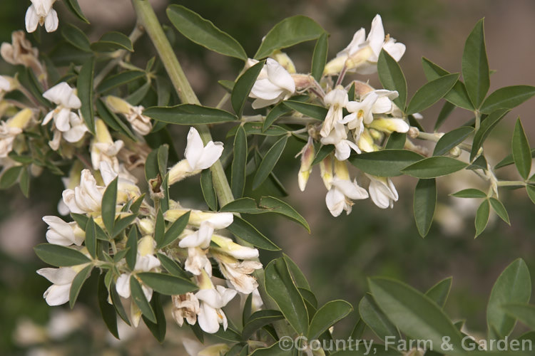 Tree Lucerne or Tagasaste (Cytisus proliferus {syn. Chamaecytisus palmensis]), a 2-35m tall evergreen shrub native to the Canary Islands. It is often grown as a fodder crop and has naturalised in some areas. Order: Fabales, Family: Fabaceae>