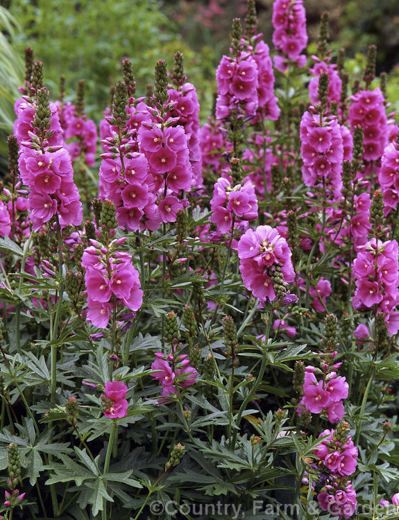 Sidalcea malviflora 'Stark's Hybrid', an erect, clump-forming seedling strain perennial with flowers in a range of pink shades. sidalcea-3306htm'>Sidalcea.