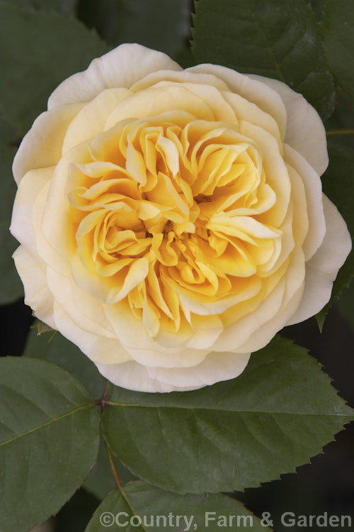 Rosa 'Yellow Charles Austin', (sport of 'Charles Austin'). A strongly scented. English Shrub Rose raised by David Austin of England in 1981. Order: Rosales, Family: Rosaceae