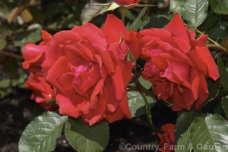 Rosa 'St. Boniface' ('Diablotin' x 'Träumerei'), a mildly scented. Cluster-flowered (Floribunda) shrub raised by Kordes of Germany in 1980. Order: Rosales, Family: Rosaceae