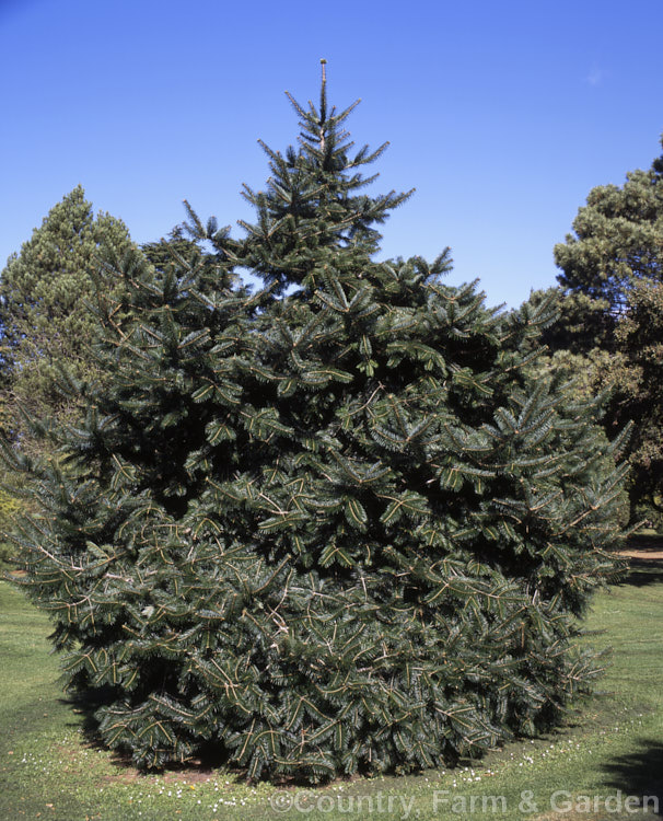 <i>Abies chensiensis</i> subsp. <i>salouenensis</i>, a subspecies of the Shensi Fir, an evergreen, 30-50m tall conifer native to China, in which the leaves are longer than the species - up to 75 cm long. This subspecies occurs as far south as northern India Order: Pinales, Family: Pinaceae