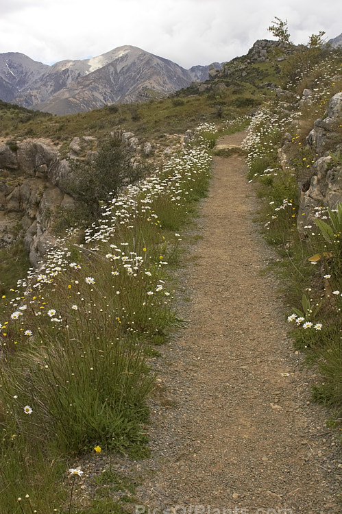 A narrow path in a subalpine limestone region of the eastern South Island, New Zealand. The path is edged with wildflowers, mainly Ox-eye Daisy, Moon Daisy or Marguerite (Leucanthemum vulgare), which is an herbaceous late spring- to summer-flowering perennial up to 1m tall in flower. Originally native to Eurasia, it has now naturalised in many temperate areas. It is known mainly as a wildflower, though forms with variegated foliage or double flowers are occasionally cultivated.