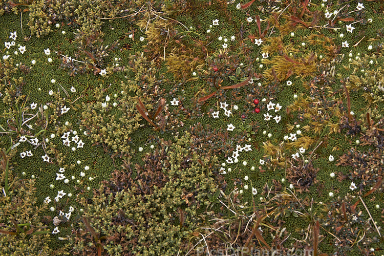A section of alpine fellfield vegetation showing how the plants of often densely interwoven. Here <i>Leucopogon suaveolens</i>, Sundews (<i>Drosera</i>) and other small plants grow over an Alpine Cushion (<i>Donatia novae-zelandiae</i>).