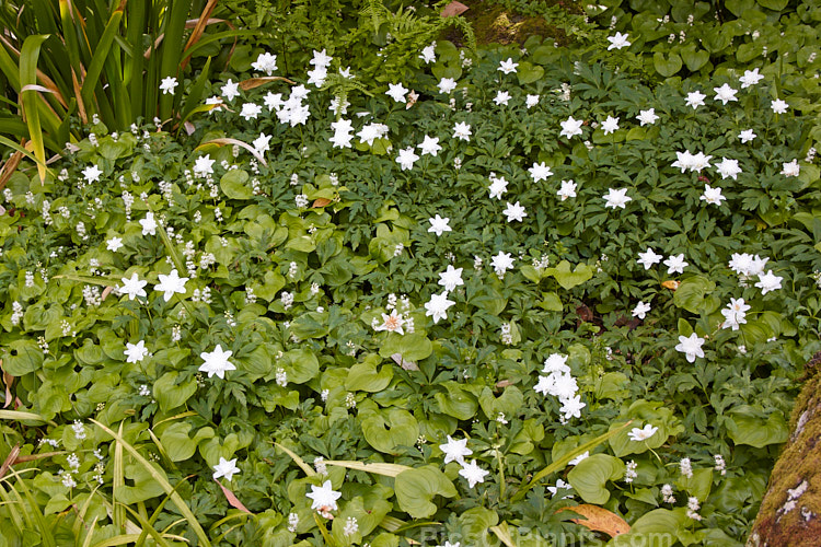 Two spring-blooming, white-flowered woodland perennials: Wood Anemone (<i>Anemone blanda</i> 'White Splendour') and False Lily-of-the-valley or May Lily (<i>Maianthemum bifolium</i>).