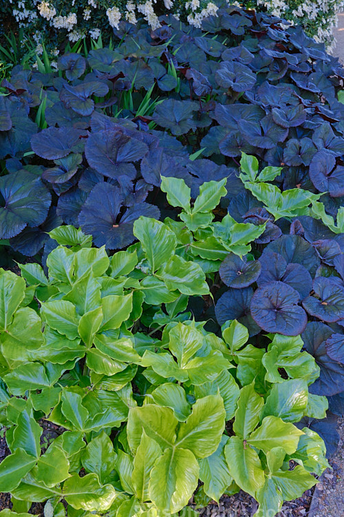 Contrasting foliage of two shade-loving perennial genera: the lustrous green leaves of <i>Arisaema</i> and the near-matt purple-bronze foliage of <i>Ligularia</i>.