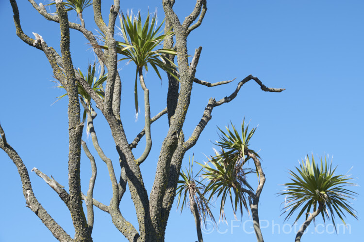 Since the mid-1980s, the New Zealand cabbage tree (Cordyline australis) has been experiencing a decline in many areas of New Zealand due to a fungal dieback disease, Candidatus phytoplasma. It starts out in the foliage heads, causing a slow yellowing and eventually showing up as a white deposit at the base of the leaves as the crown becomes soft and pulpy before dying. One the foliage disappears, the stems die back and the bark peels off to reveal the fungus below. pests-and-diseases-3512htm'>Plant. Pests and Diseases</a>
