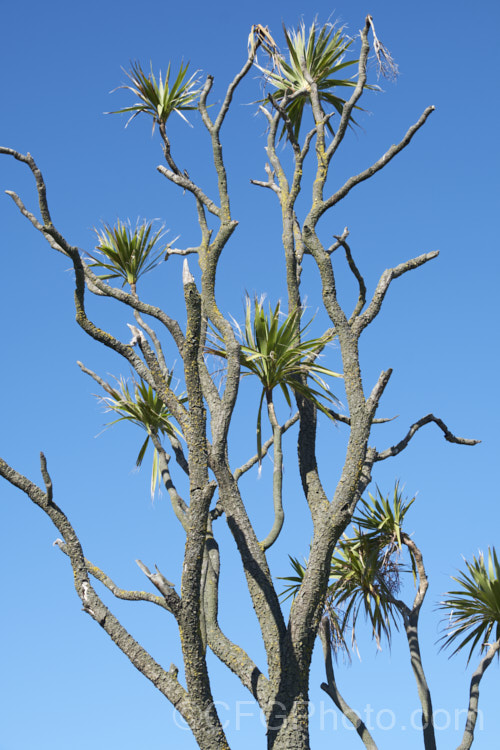 Since the mid-1980s, the New Zealand cabbage tree (Cordyline australis) has been experiencing a decline in many areas of New Zealand due to a fungal dieback disease, Candidatus phytoplasma. It starts out in the foliage heads, causing a slow yellowing and eventually showing up as a white deposit at the base of the leaves as the crown becomes soft and pulpy before dying. One the foliage disappears, the stems die back and the bark peels off to reveal the fungus below. pests-and-diseases-3512htm'>Plant. Pests and Diseases</a>