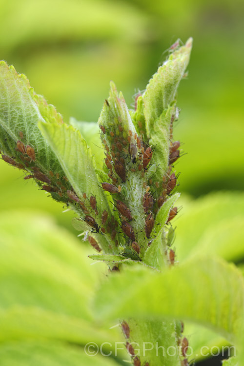 A dense cluster of aphids on young rose foliage in late spring. As the weather warms in spring, overwintering aphids soon produce a population explosion that can smother vulnerable plants such as roses. pests-and-diseases-3512htm'>Plant. Pests and Diseases</a>