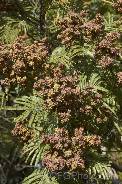 Flower galls on Late Black Wattle (<i>Acacia mearnsii</i>), a spring- to summer-flowering evergreen tree from eastern and southern Australia. It grows to around 10m tall and the flowers have a pleasant spicy scent. The ferny foliage is more of a dark green shade than the blue-green common to wattles. The galls usually form in response to insect attacks, in this case it is most often the larvae of the midge. Dasineura rubiformis
