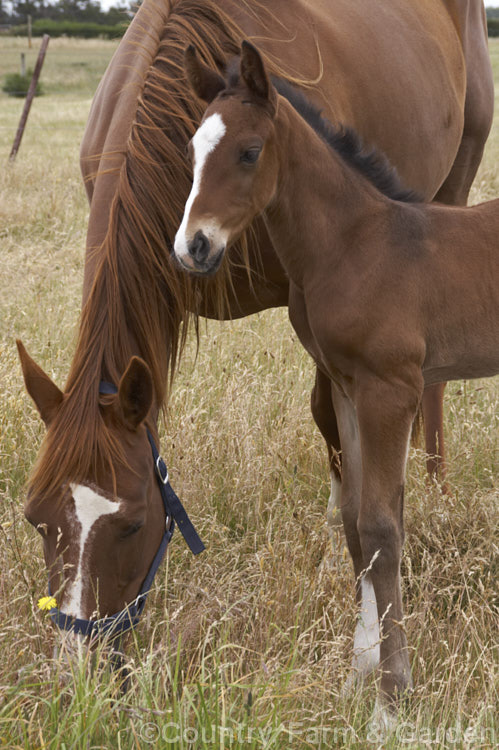 05 Thoroughbred Mare and Foal <h4>Image ID CFG7088</h4>
