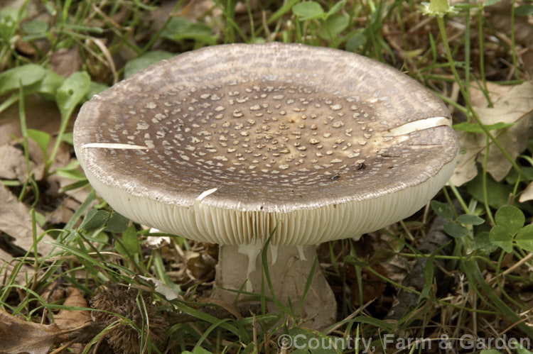 Amanita australis, a poisonous fungus native to New Zealand that usually first appears in mid- to late summer after rain. It is most often found in the leaf litter of Southern. Beech (Nothofagus) trees but can occur elsewhere, though almost always in association with leaf mould.